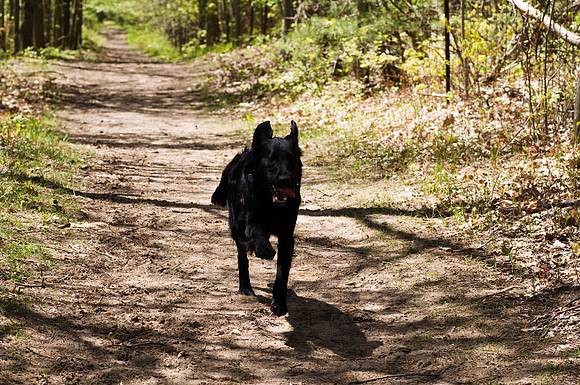 Finnegan (Grousemoor Guess Who)