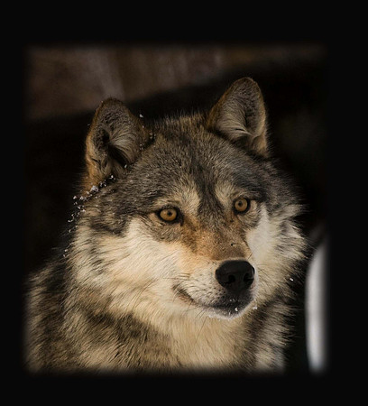 Wolf (captive)