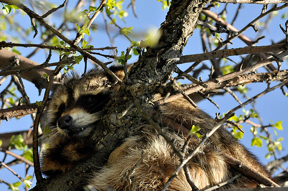 Raccoon