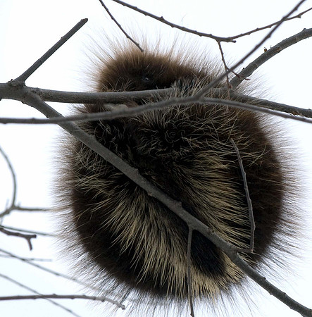 Porcupine