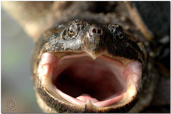 Snapping Turtle