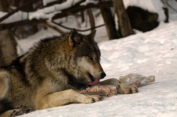 Wolf (captive)