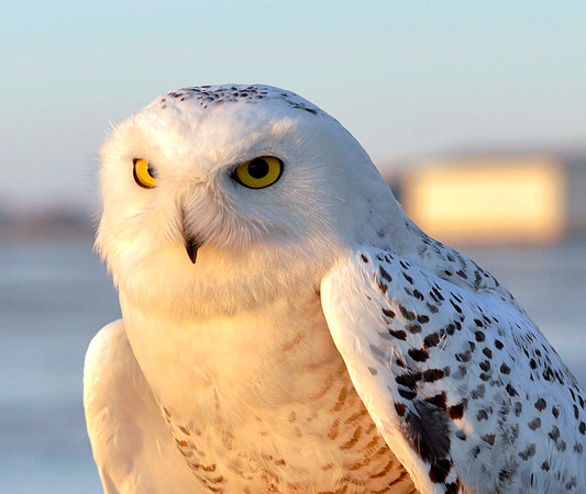 Snowy Owl, Georgina, ON