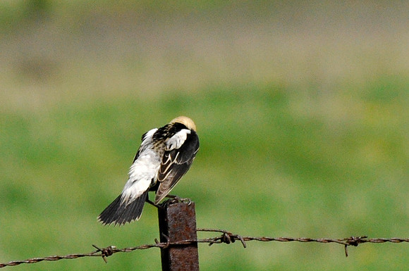 Bobolink