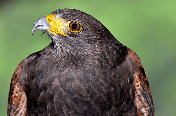 Harris Hawk (Captive)