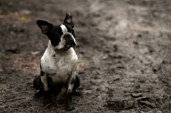 Mud Puppy