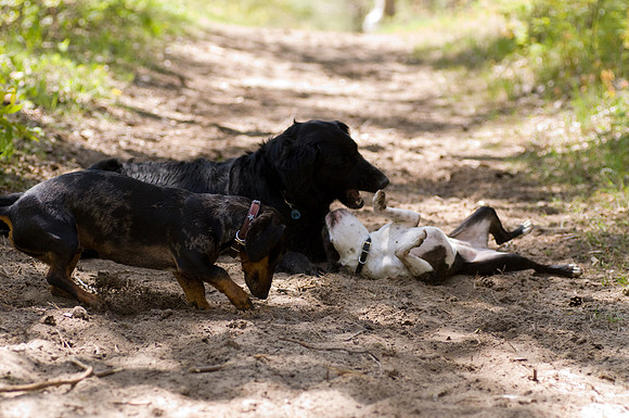 Dog Walk through the Forest