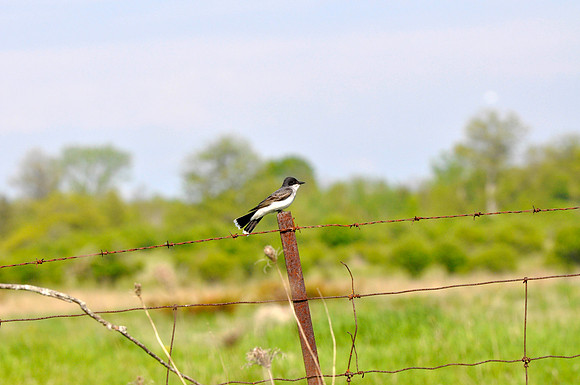 Eastern Kingbird