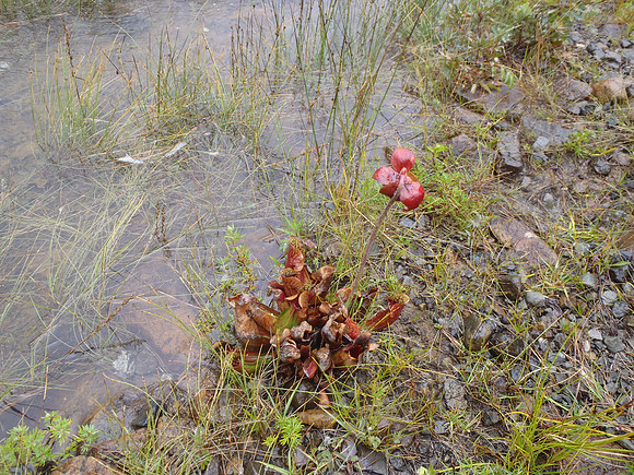 Pitcher Plant