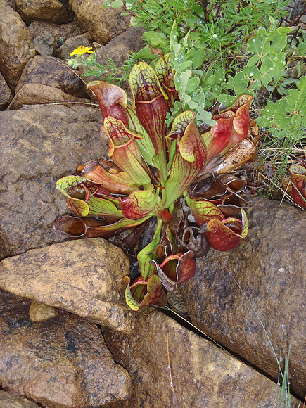 Pitcher Plant