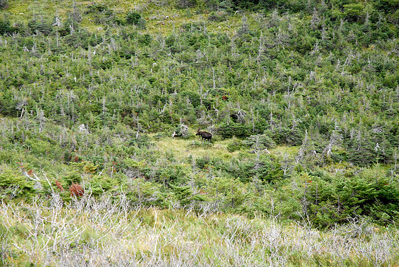 Moose in Gros Morne National Park