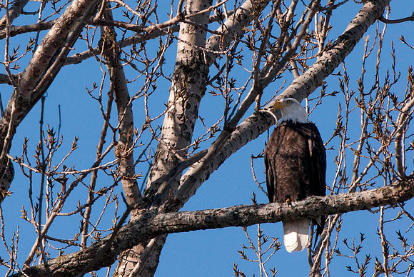 Bald Eagle, Georgina, ON