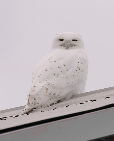 Snowy Owl