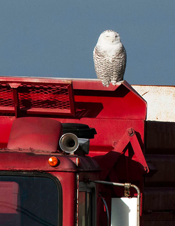 Snowy Owl, Georgina, ON