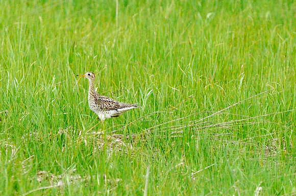 Upland Sandpiper, Carden Alvar
