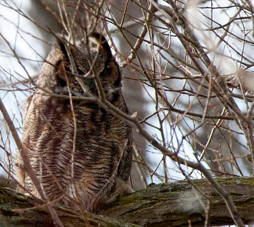 Great Horned Owl, Leslie Street Spit