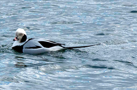 Long-Tailed Duck, Lesllie Street Spit, Toronto, ON