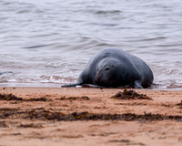 Marine Mammals