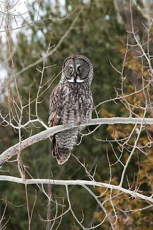 Great Gray Owl, Georgina, ON