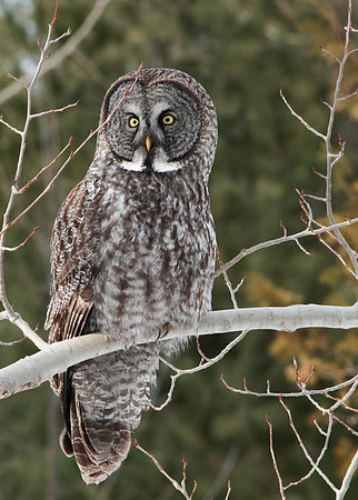 Great Gray Owl