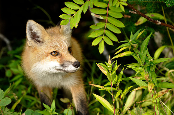 Fox
