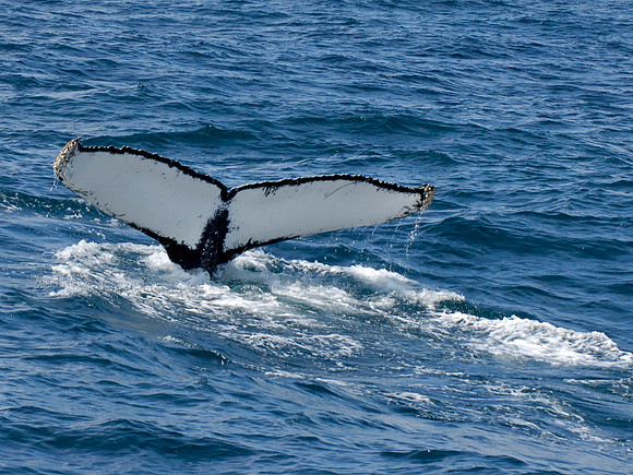 Humpback Whale, Newfoundland