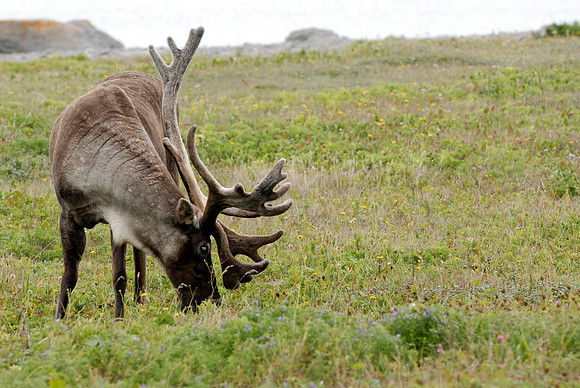 Caribou in Port aux Chois, Newfoundland