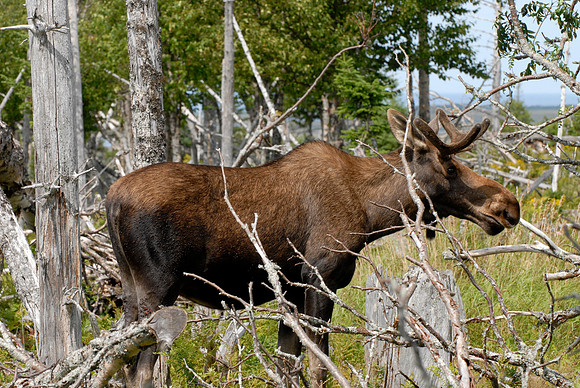 Moose in Newfoundland