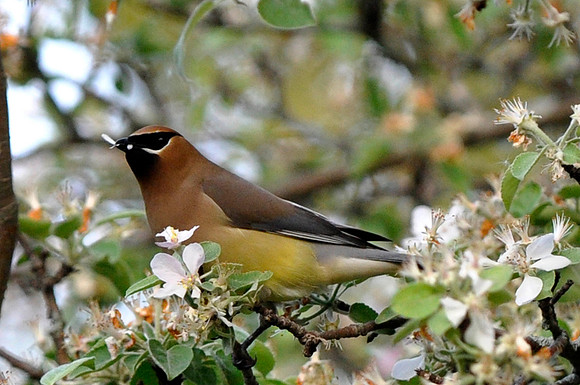 Cedar Waxwing, Georgina, ON