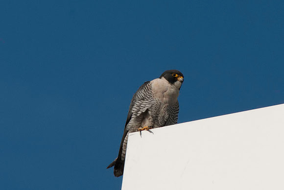 Peregrine Falcon, male