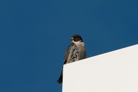 Peregrine Falcon, male