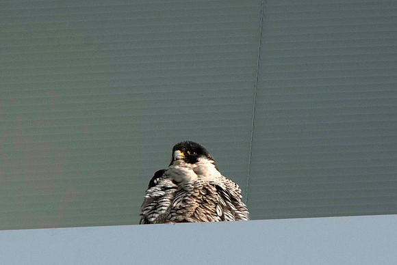 Peregrine Falcon, female