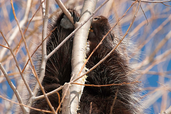 Porcupine