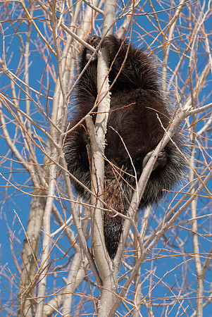 Porcupine