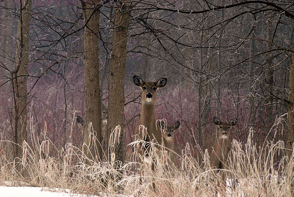White-tailed Deer, Georgina