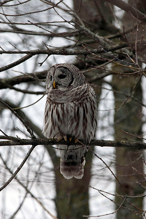 Barred Owl