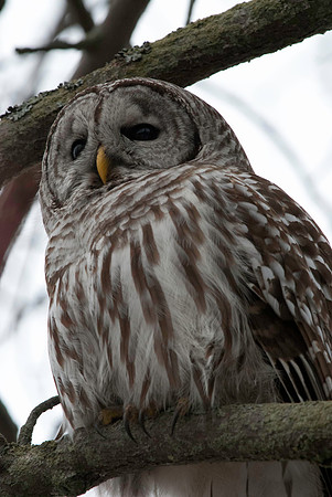 Barred Owl