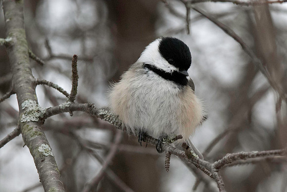 Chickadee