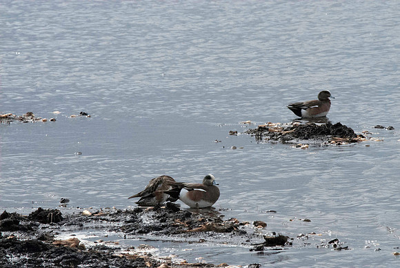 American Wigeons