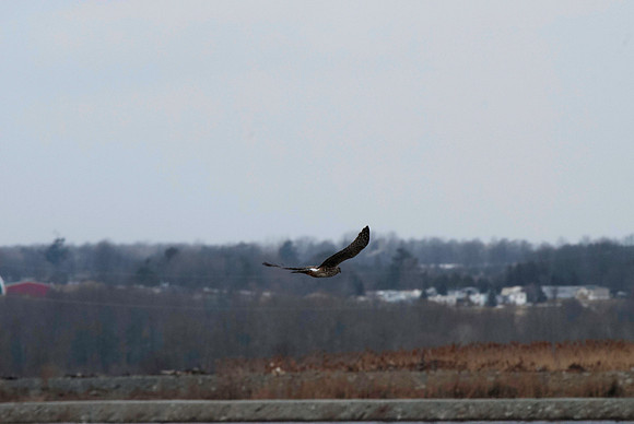 Northern Harrier, female