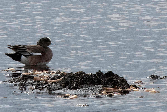 American Wigeon
