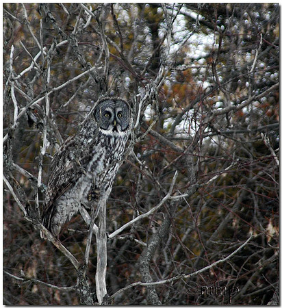 Great Gray Owl, Georgina Township, ON
