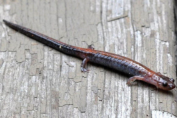 Eastern Red Backed Salamander
