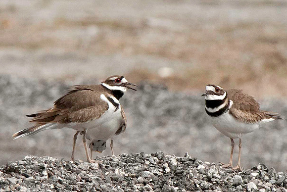 Killdeer