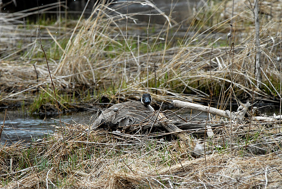 Canada Goose on nest