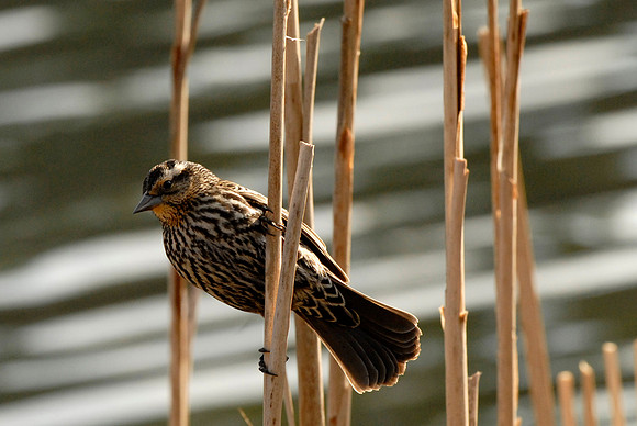 Red-winged blackbird, hen