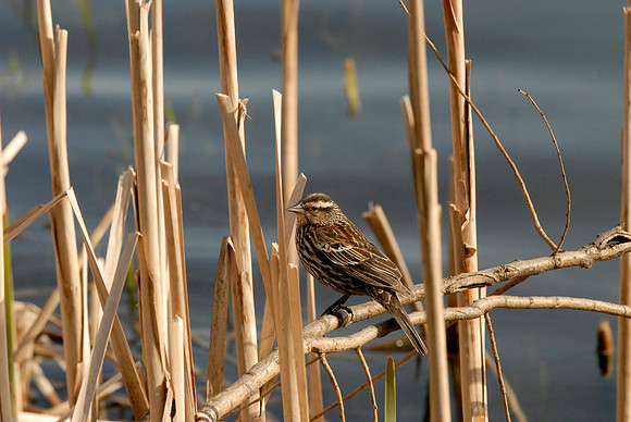 Red-winged Blackbird