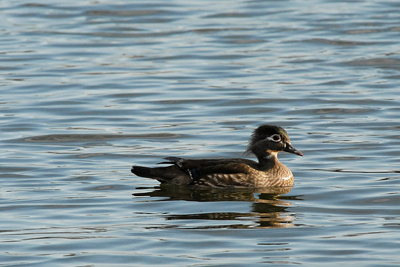Wood Duck, hen