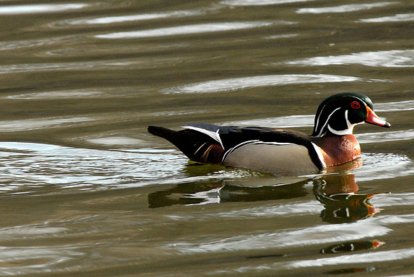 Wood Duck, drake