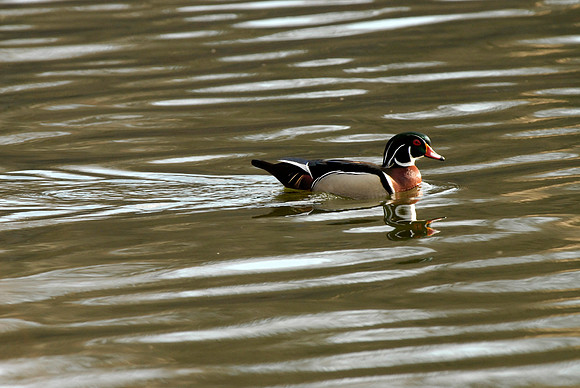 Wood Duck, drake